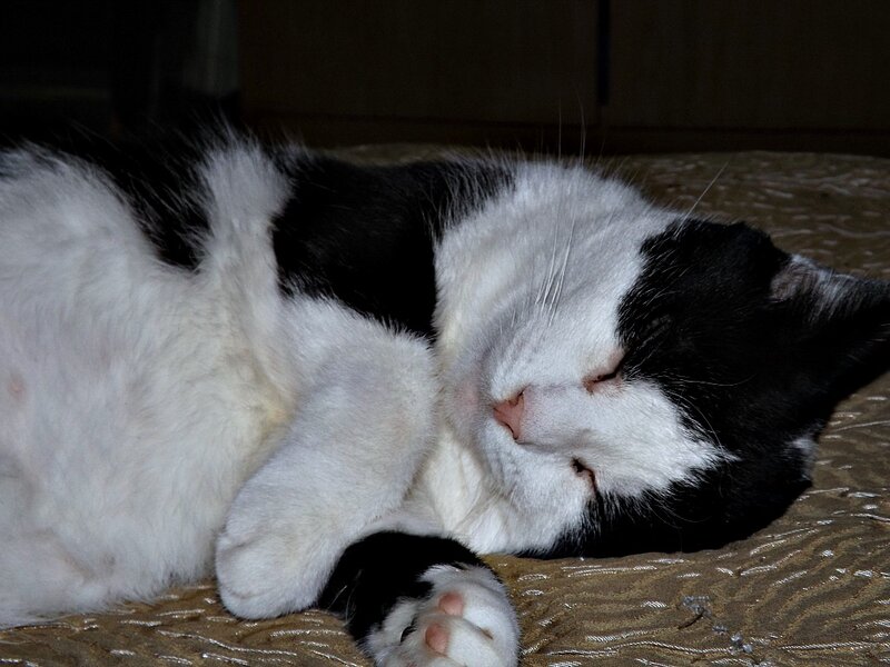 Black and White Cat Sleeping — Peaceful, Night, Photograph, Bed