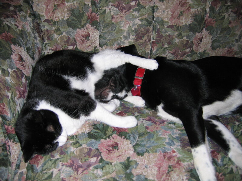 Black and White Cat Sleeping — Peaceful, Night, Photograph