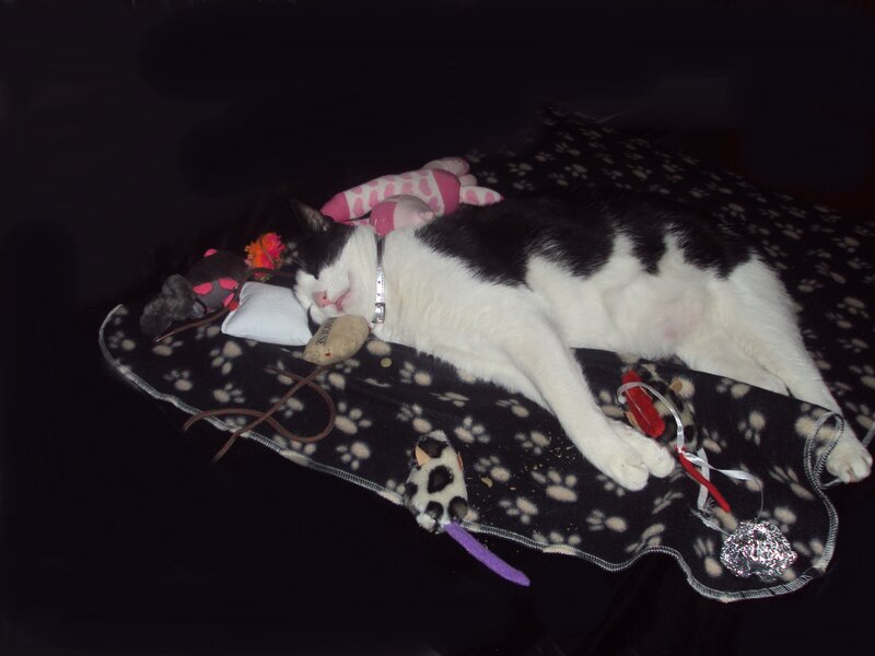 Black and White Cat Sleeping — Peaceful, Night