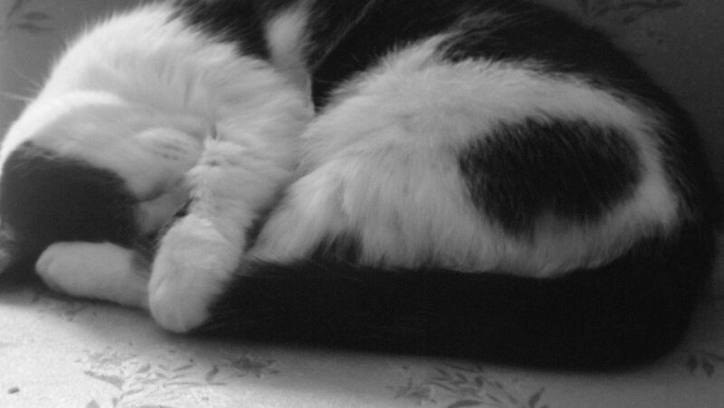 Black and White Cat Sleeping — Peaceful, Photograph, Fabric