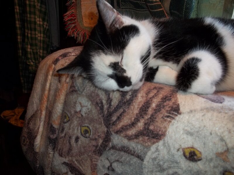 Black and White Cat Sleeping — Peaceful, Photograph