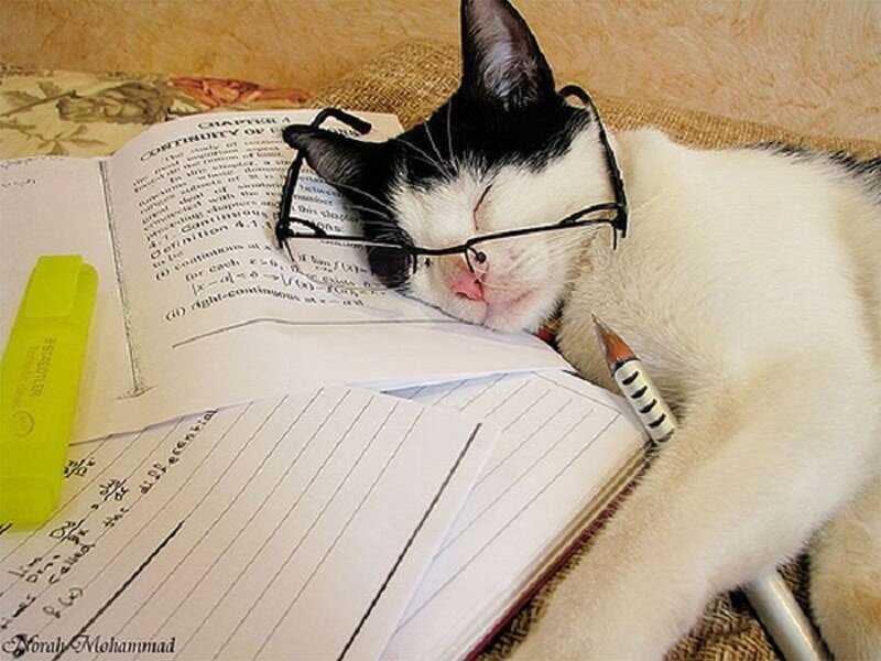 Black and White Cat Sleeping — Peaceful