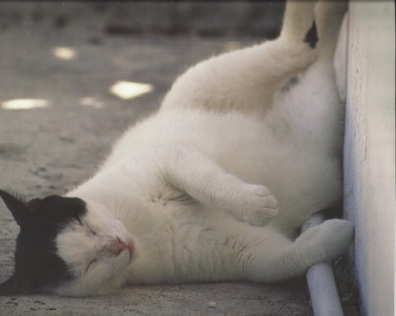 Black-and-white Cat Sleeping — White