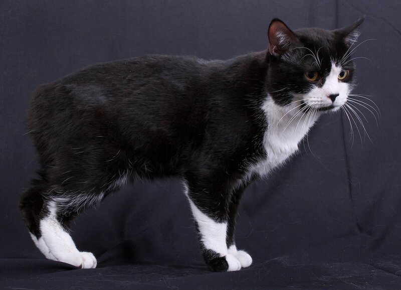 black and white cat standing