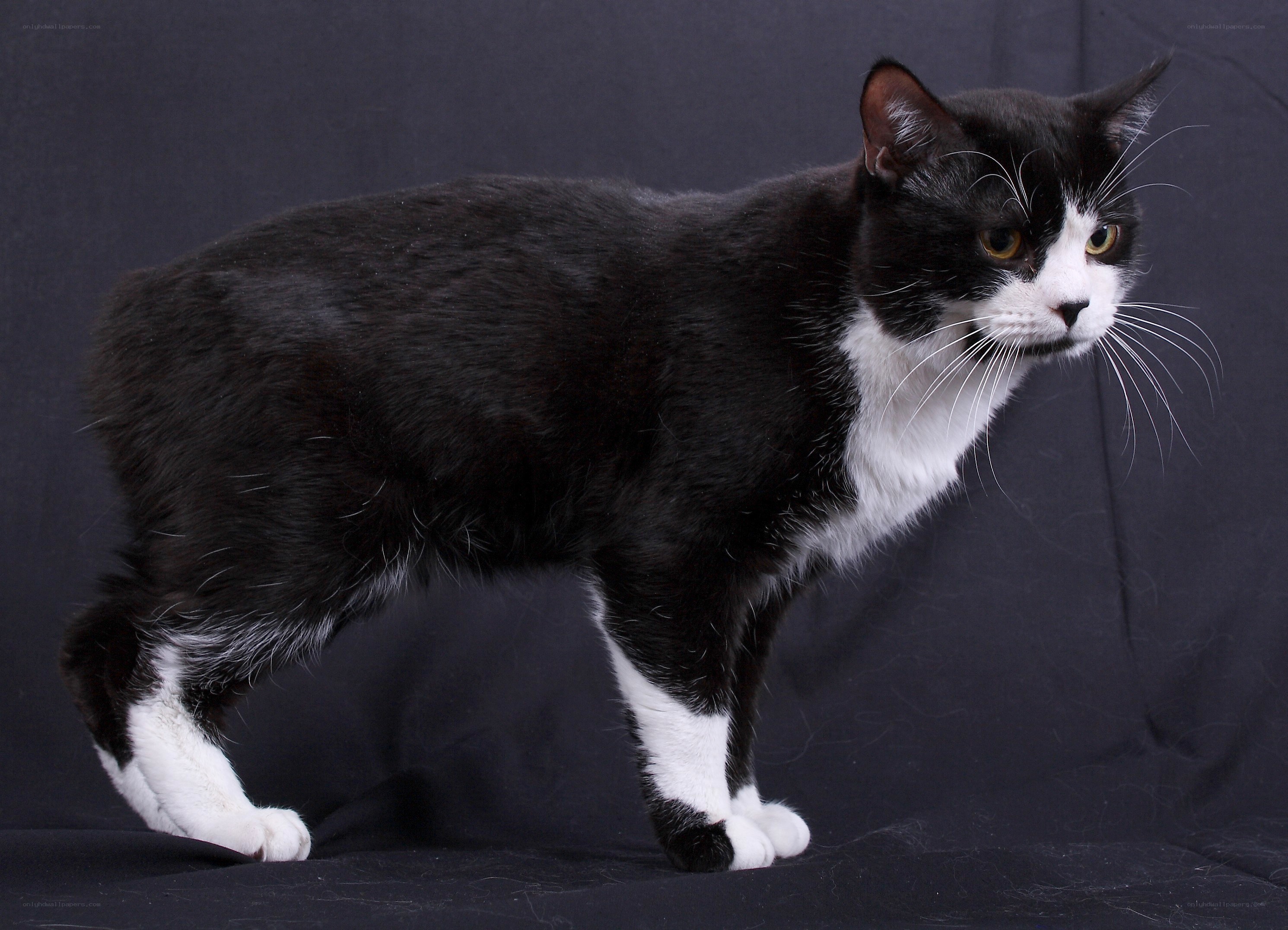 black and white cat standing