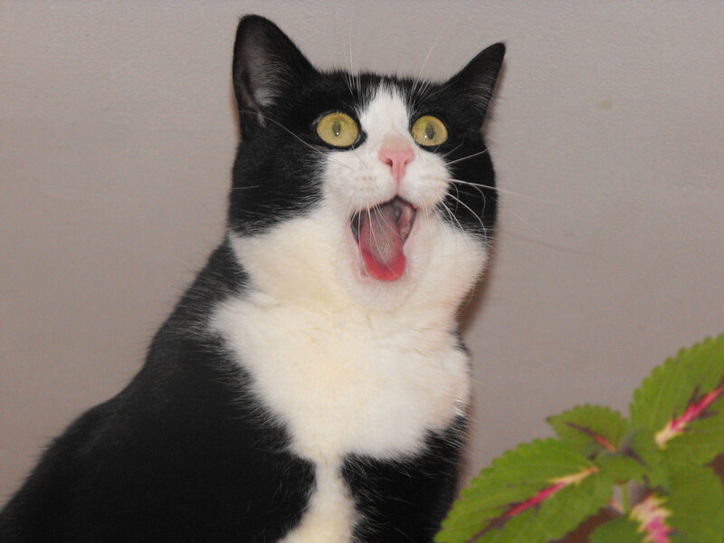 Black and White Cat — Surprised