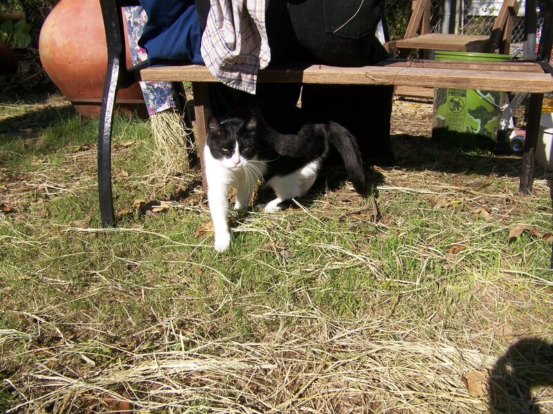 Black and white cat under a bench