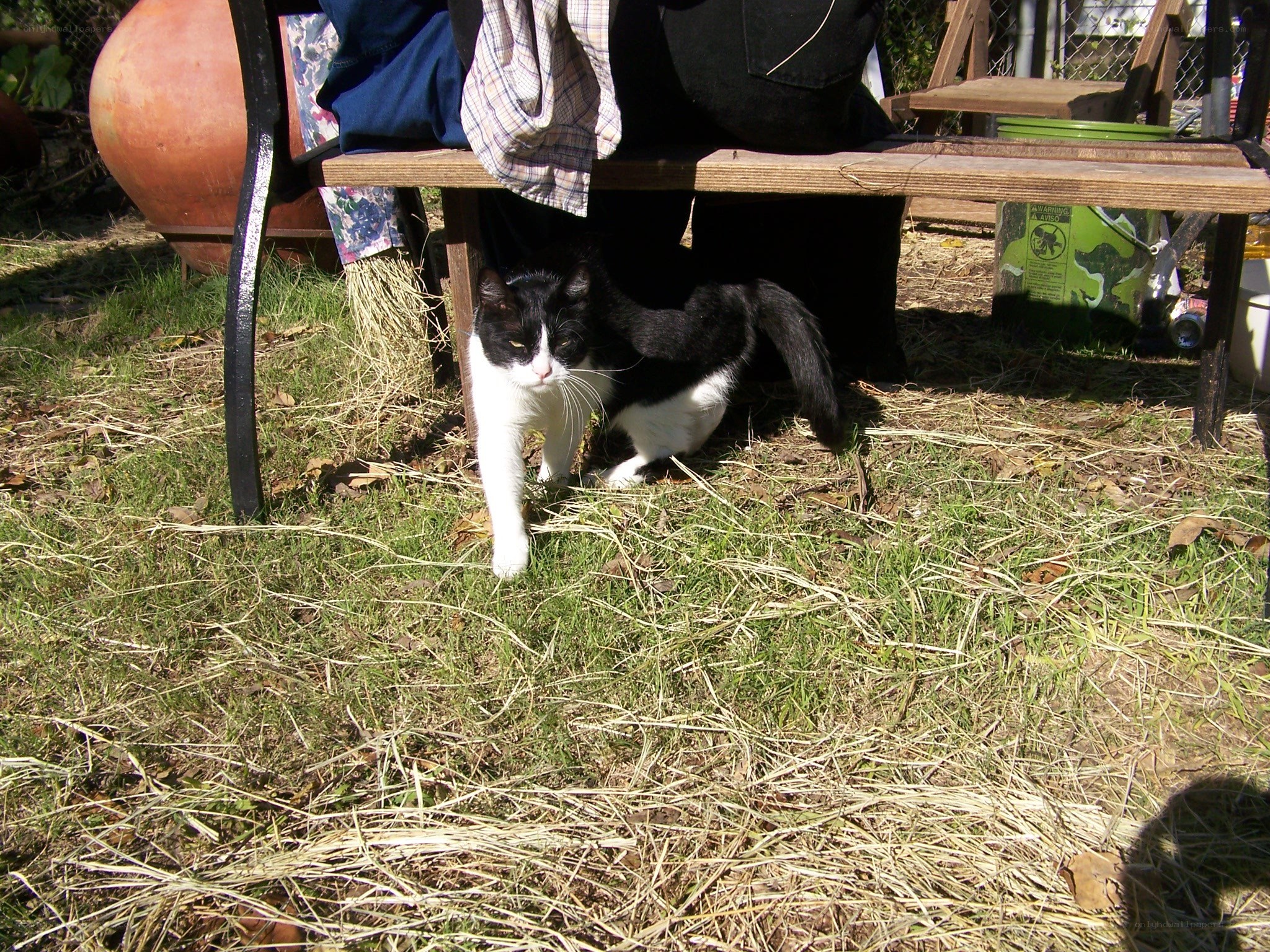 Black and white cat under a bench