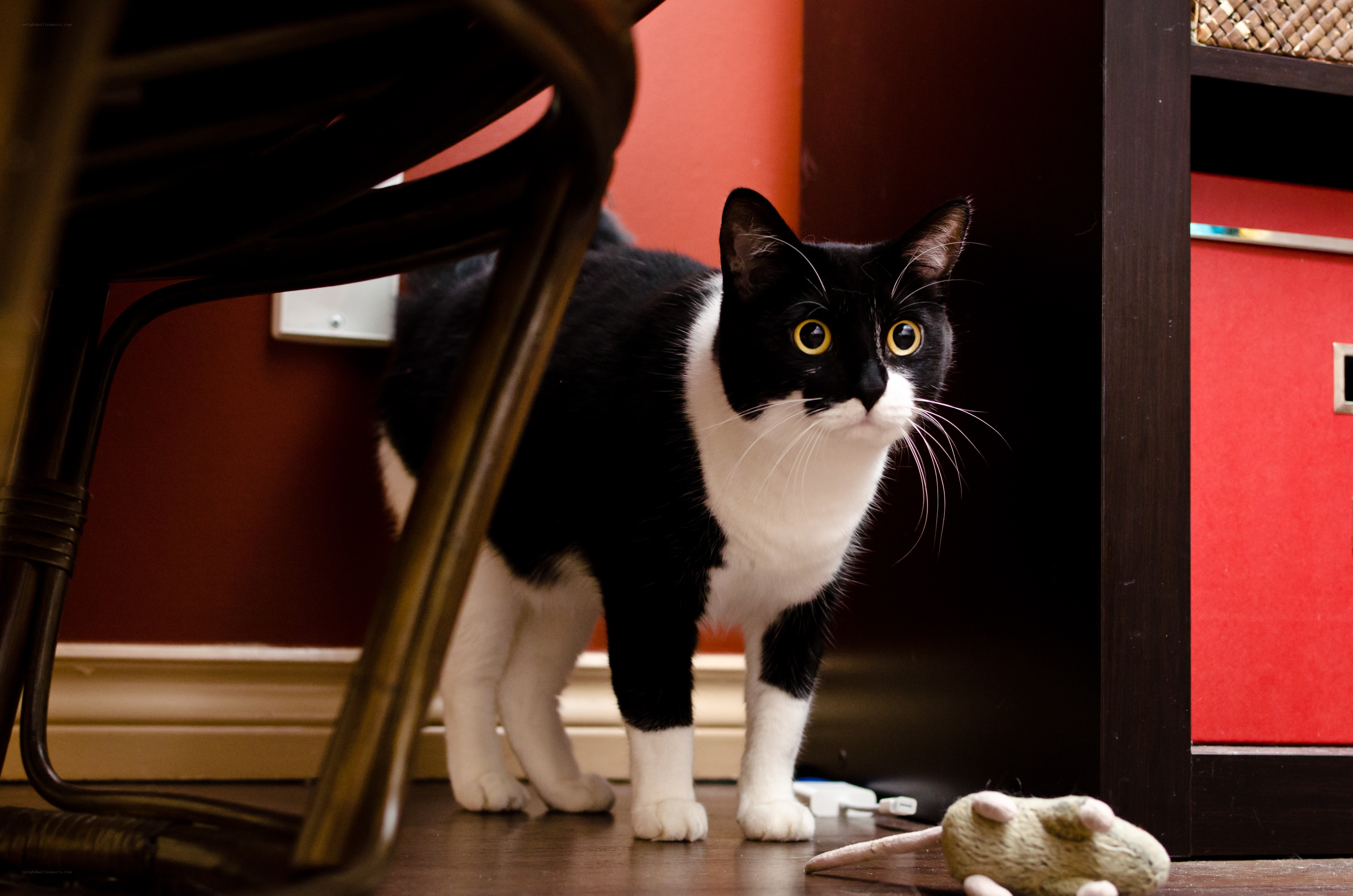 black and white cat under chair