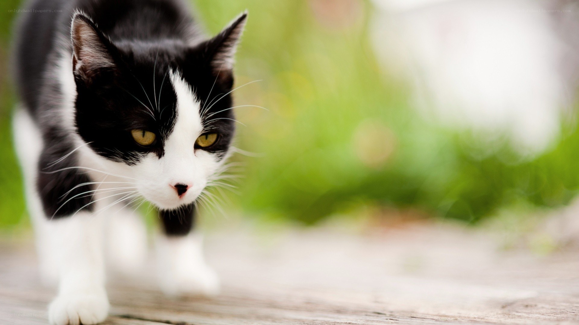 black and white cat walking