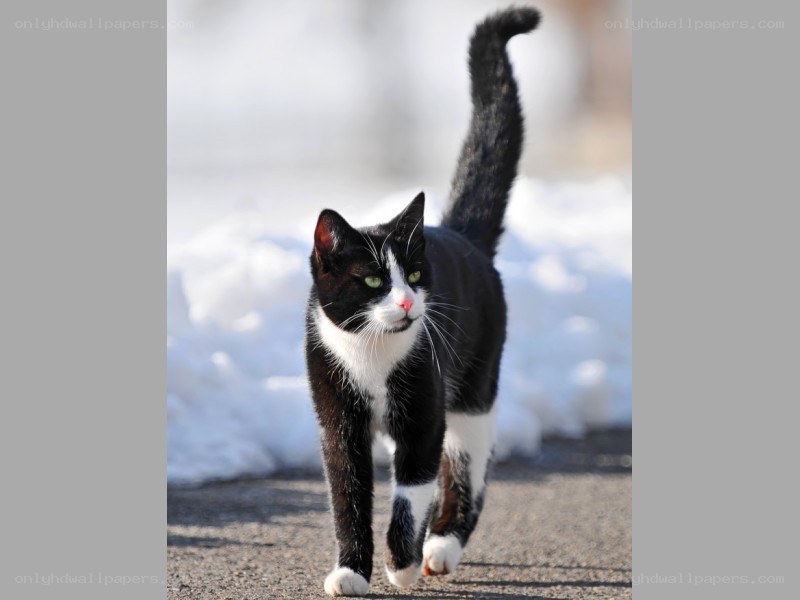 black and white cat walking