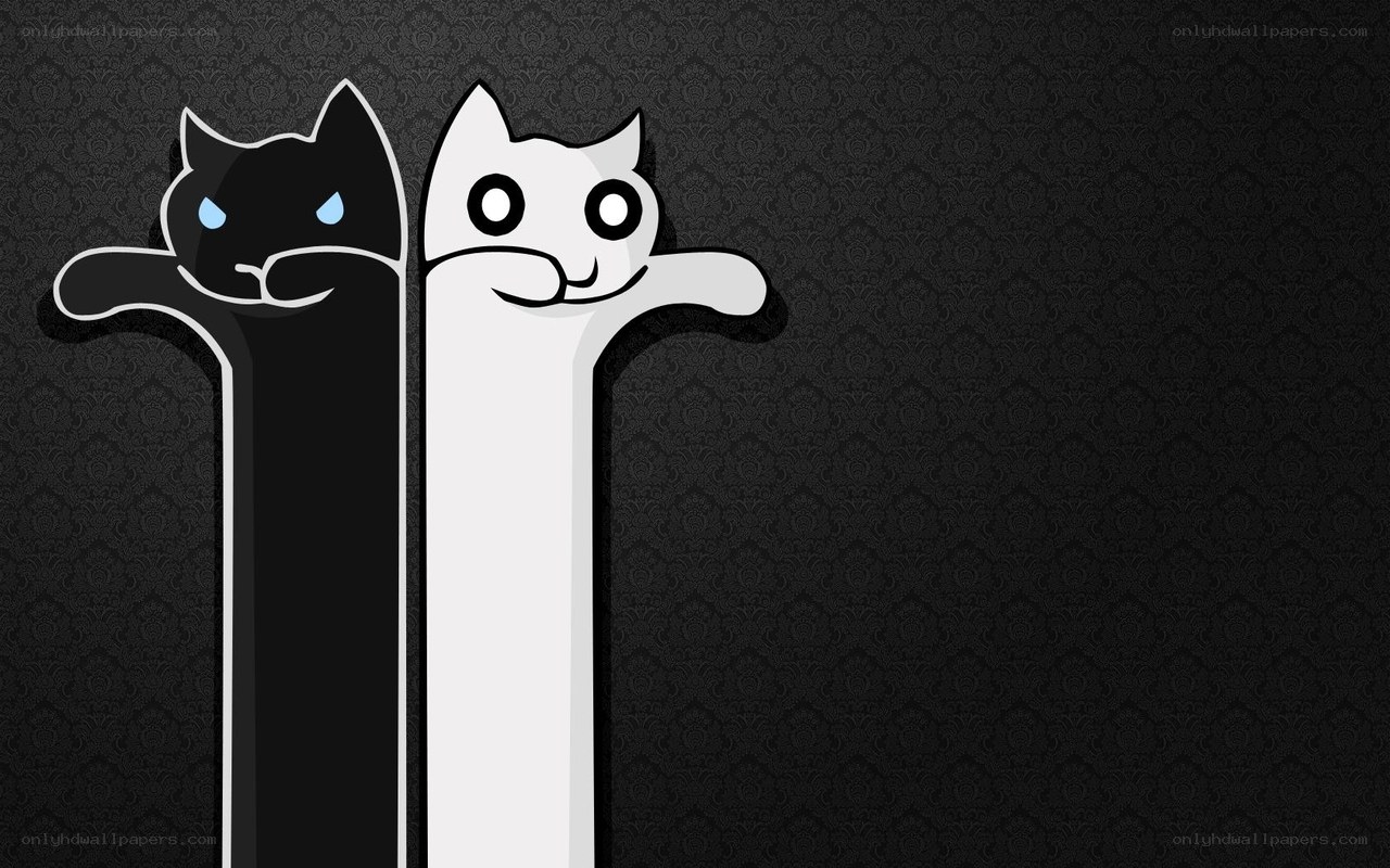 black and white cat wallpaper