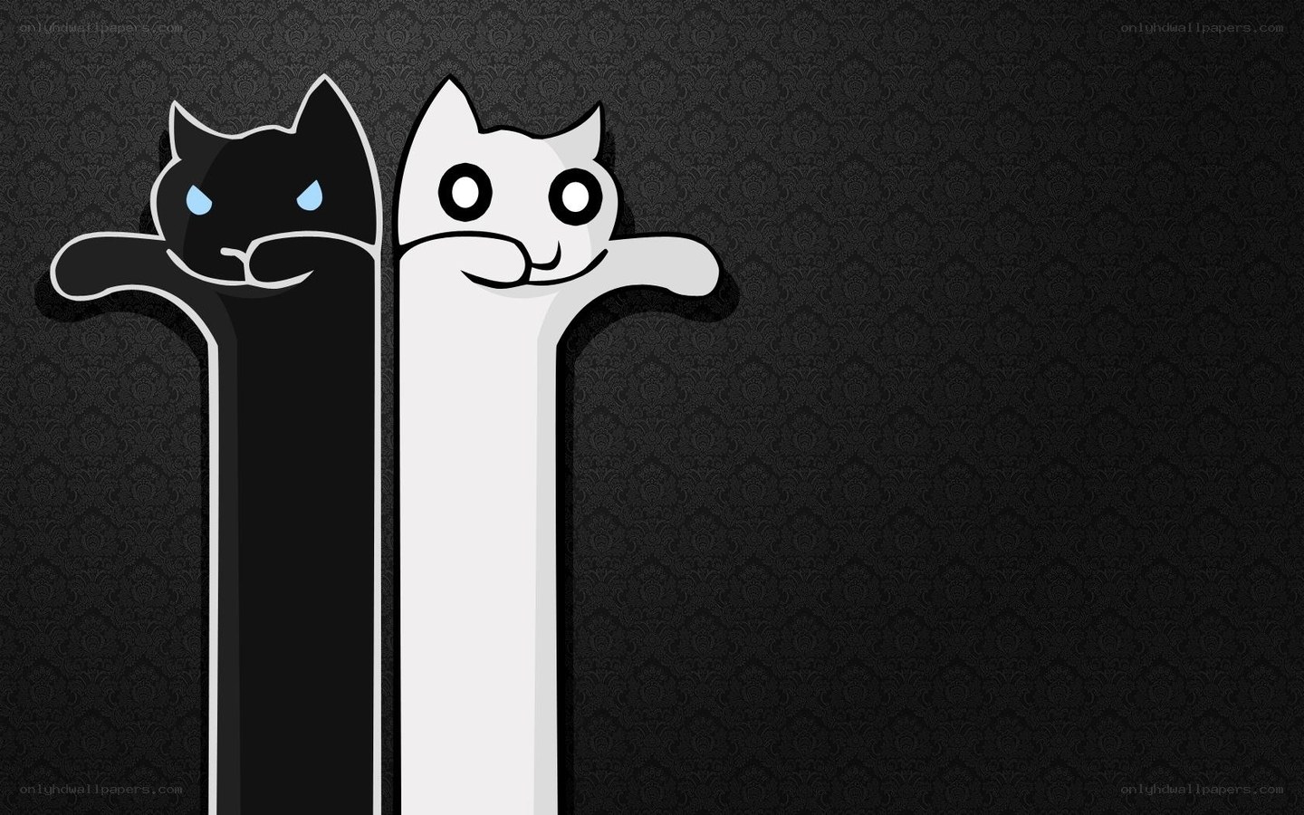 black and white cat wallpaper