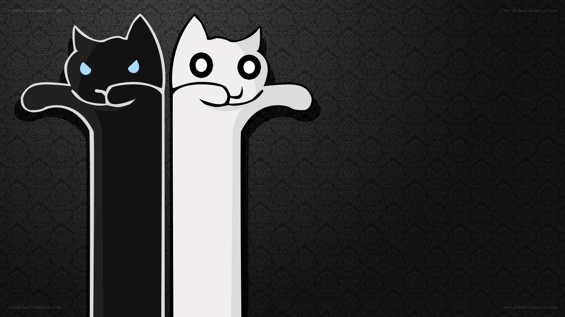 black and white cat wallpaper