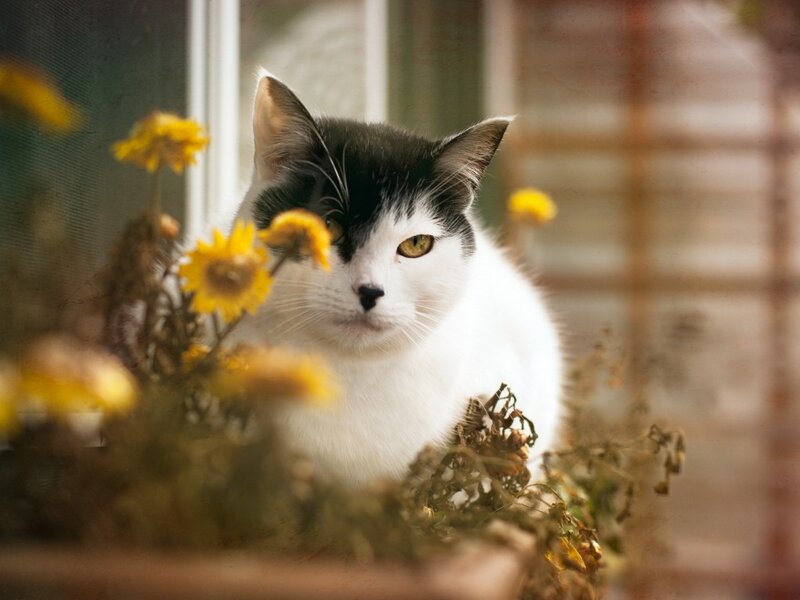 Black-and-white Cat — White, Calm, Afternoon, Photograph, Flowers
