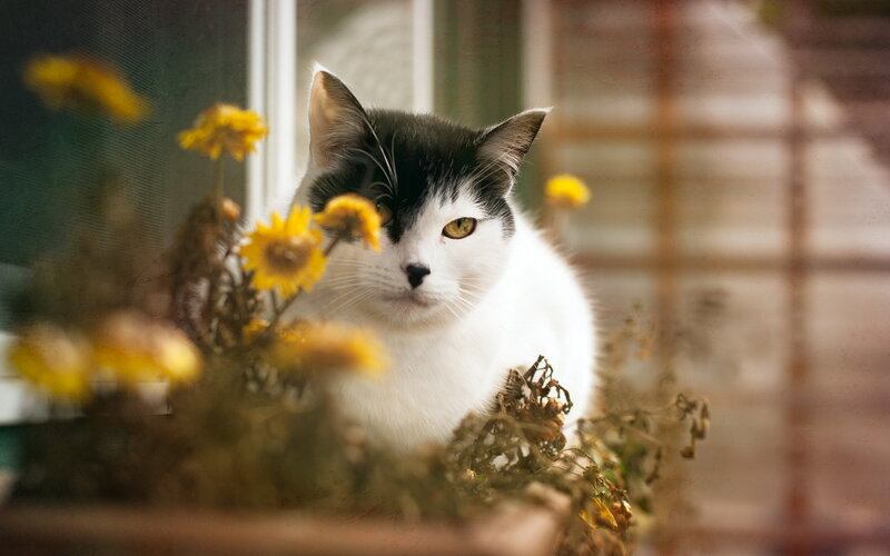 Black-and-white Cat — White, Calm, Afternoon, Photograph, Flowers, Window