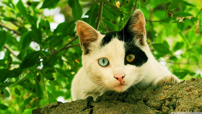 Black-and-white Cat — White, Calm, Afternoon, Photograph, Green Leaves