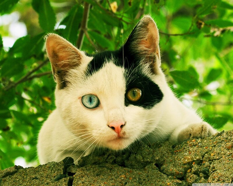 Black-and-white Cat — White, Calm, Afternoon