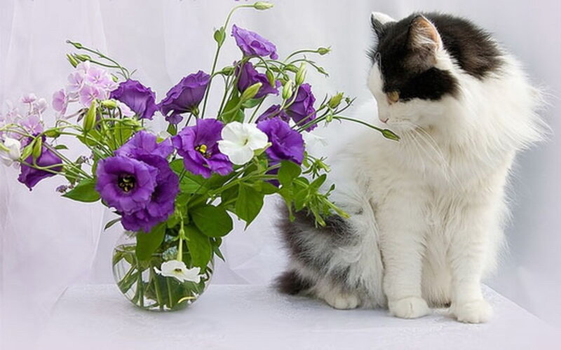 Black-and-white Cat — White, Calm, Photograph
