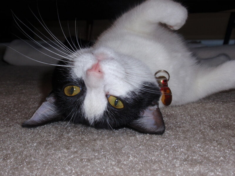 Black-and-white Cat — White, Calm