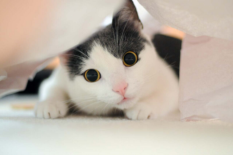 Black-and-white Cat — White, Curious