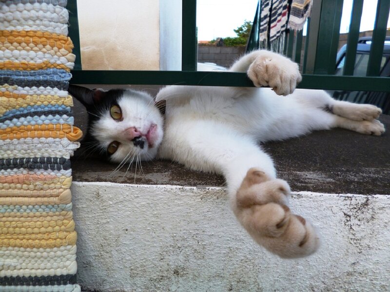 Black-and-white Cat — White, Relaxed, Afternoon