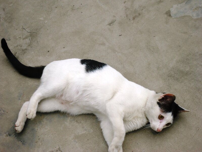 Black-and-white Cat — White, Relaxed, Photograph