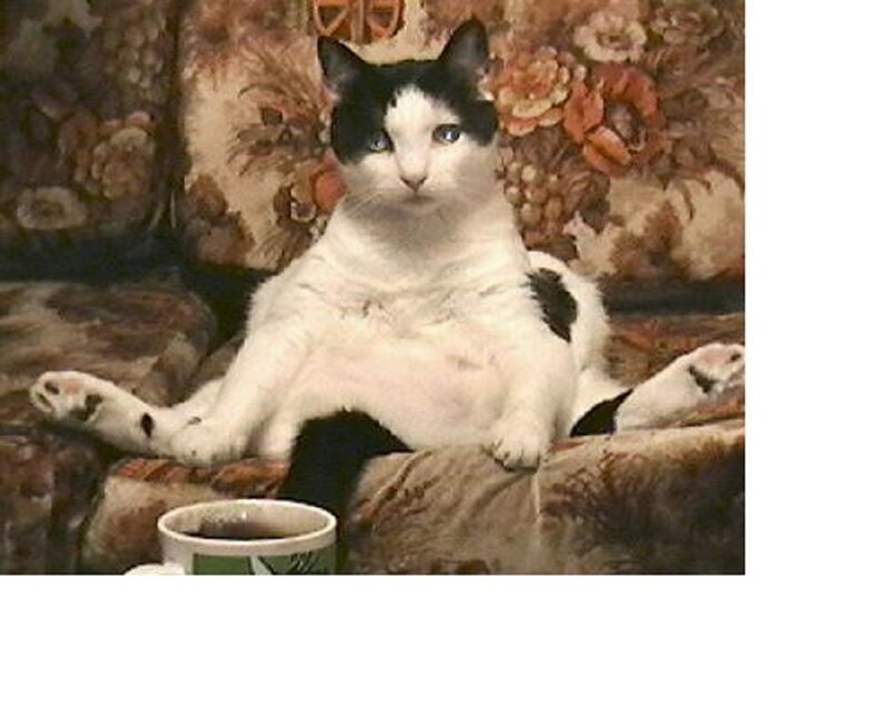 Black-and-white Cat — White, Relaxed