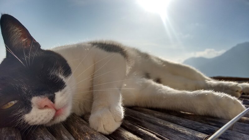 Black-and-white Cat — White, Serene, Afternoon