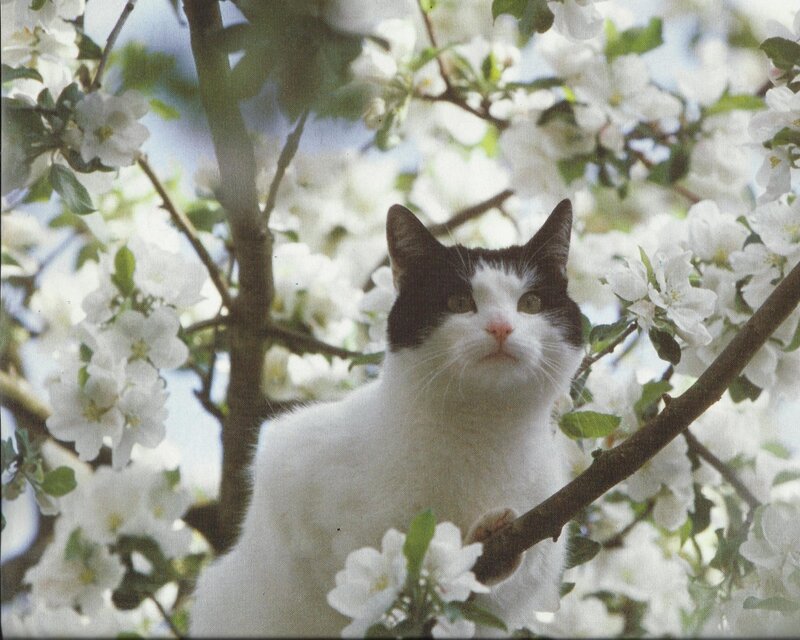 Black-and-white Cat — White, Serene