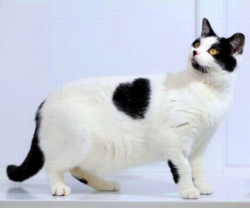 Black-and-white Cat — White