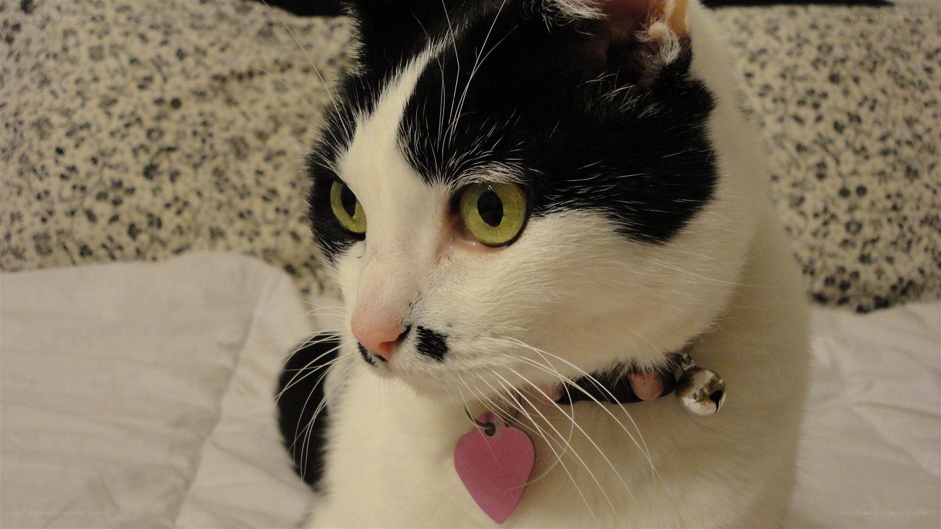 black and white cat with bell