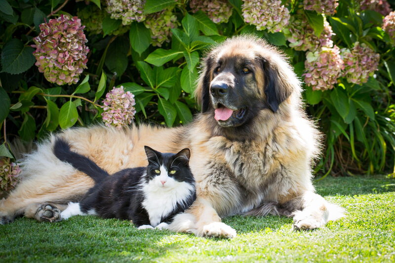Black and White Cat with Dog