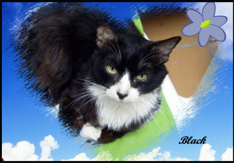 black and white cat with flower