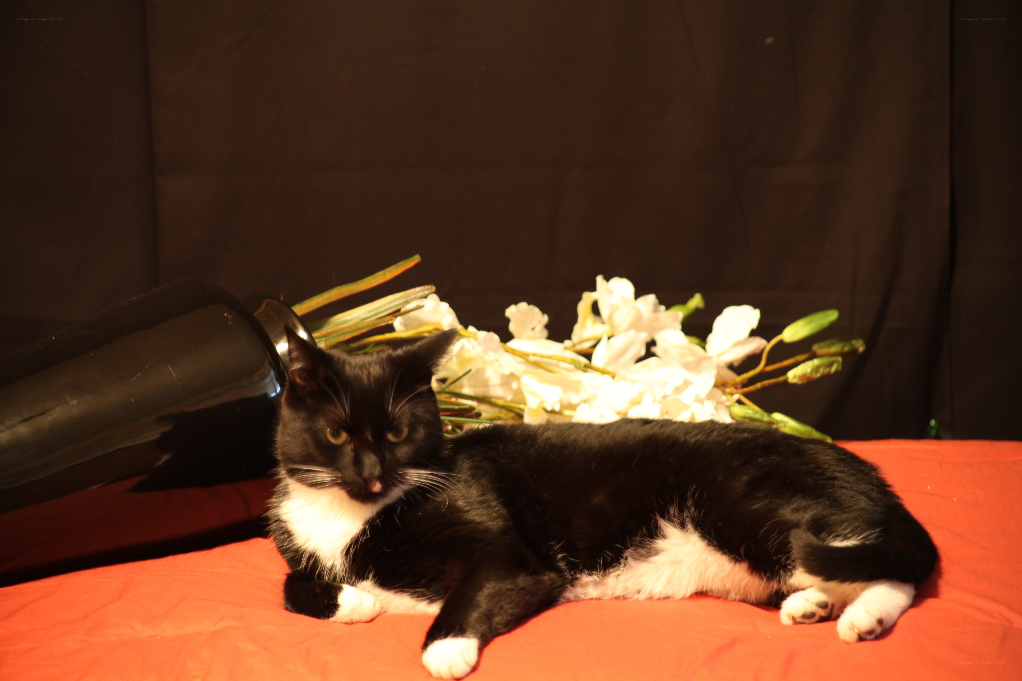 black and white cat with flowers