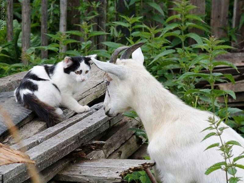 Black and White Cat with Goat