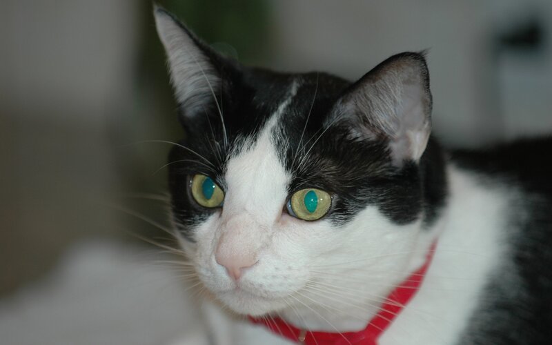 black and white cat with green eyes