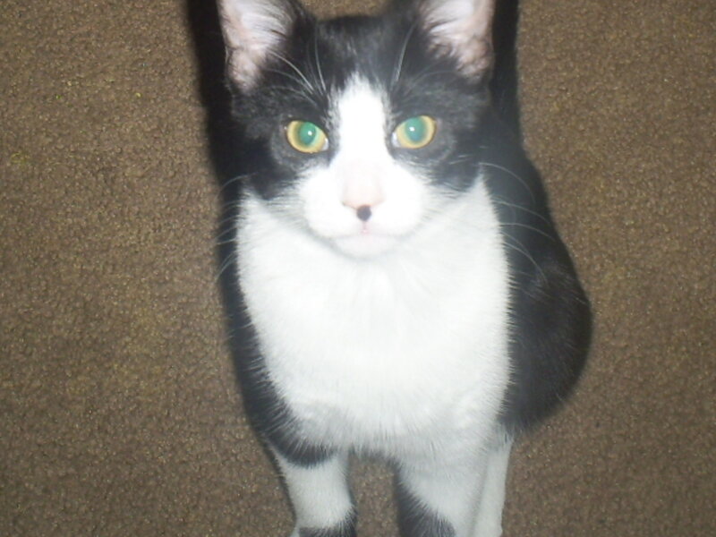 black and white cat with green eyes