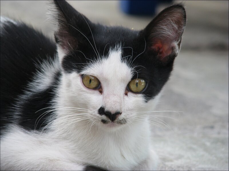 black and white cat with green eyes