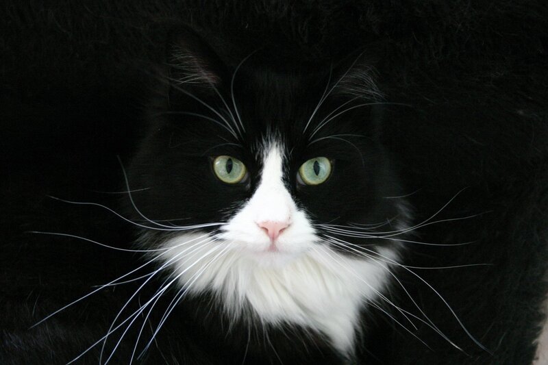 black and white cat with green eyes
