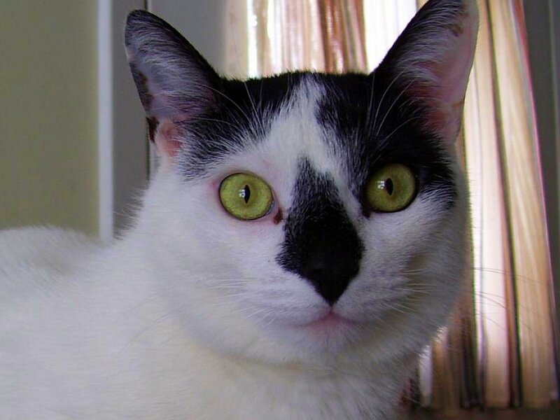 black and white cat with green eyes