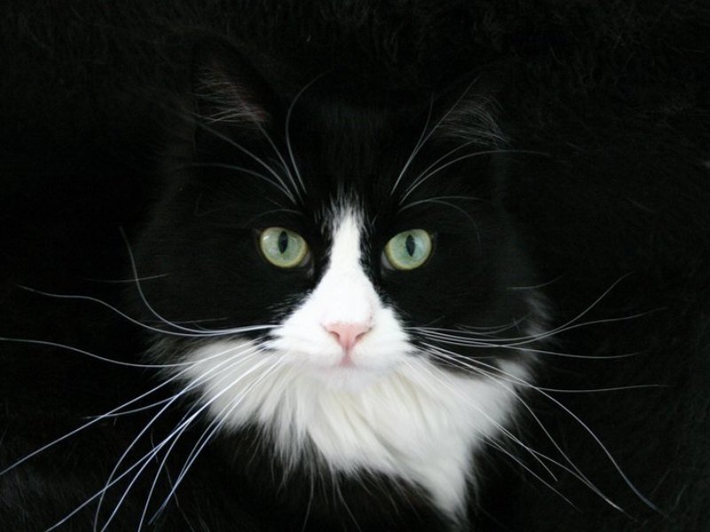 black and white cat with green eyes