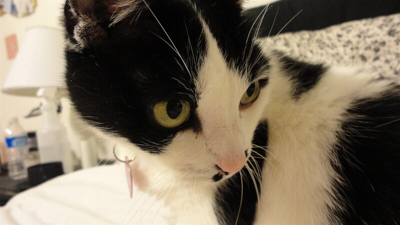 black and white cat with green eyes