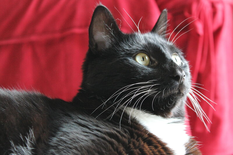 black and white cat with green eyes