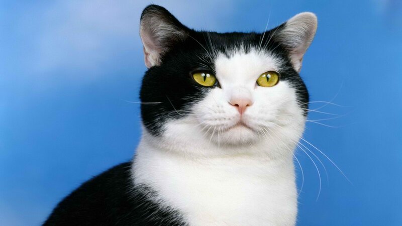 black and white cat with green eyes