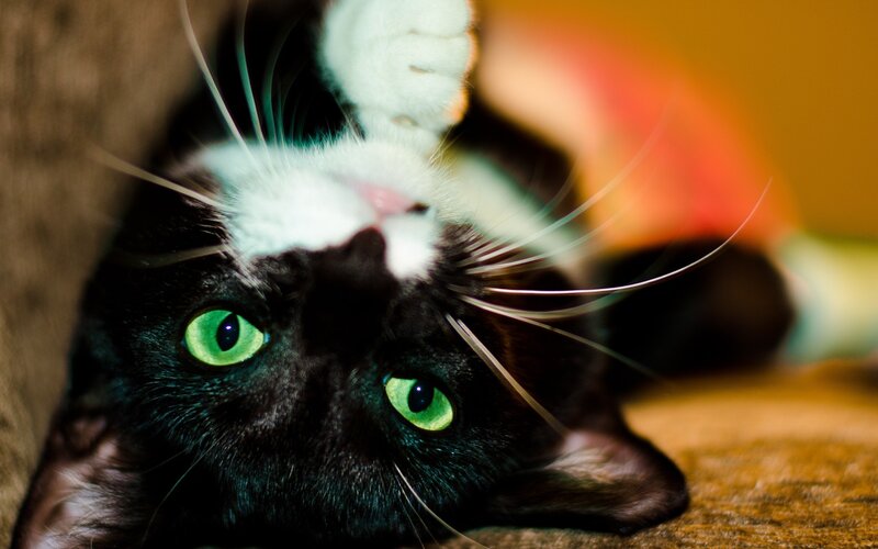 black and white cat with green eyes