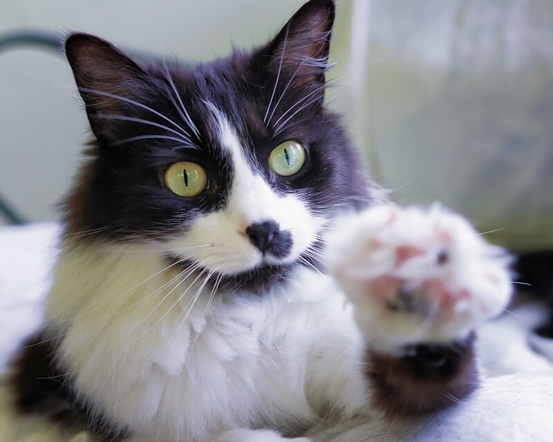 black and white cat with green eyes