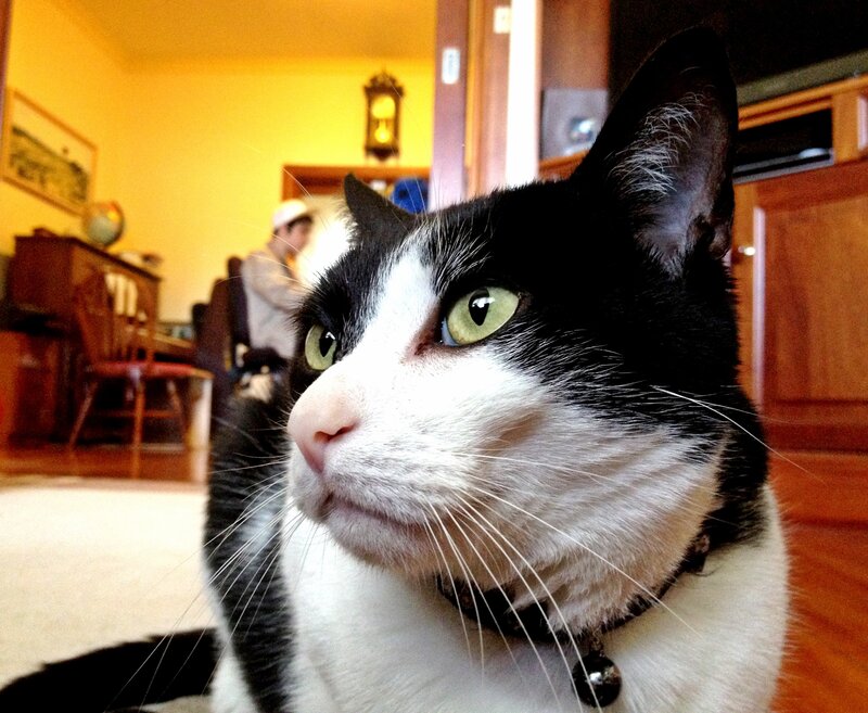 black and white cat with green eyes