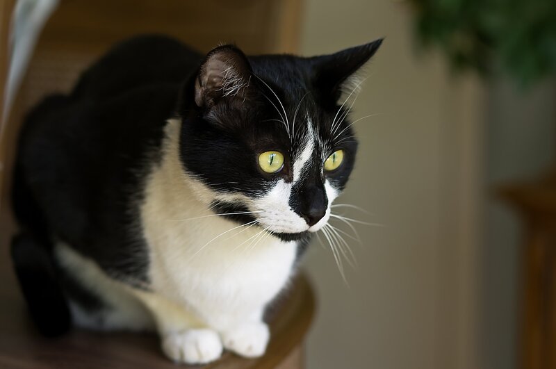 Black and white cat with green eyes