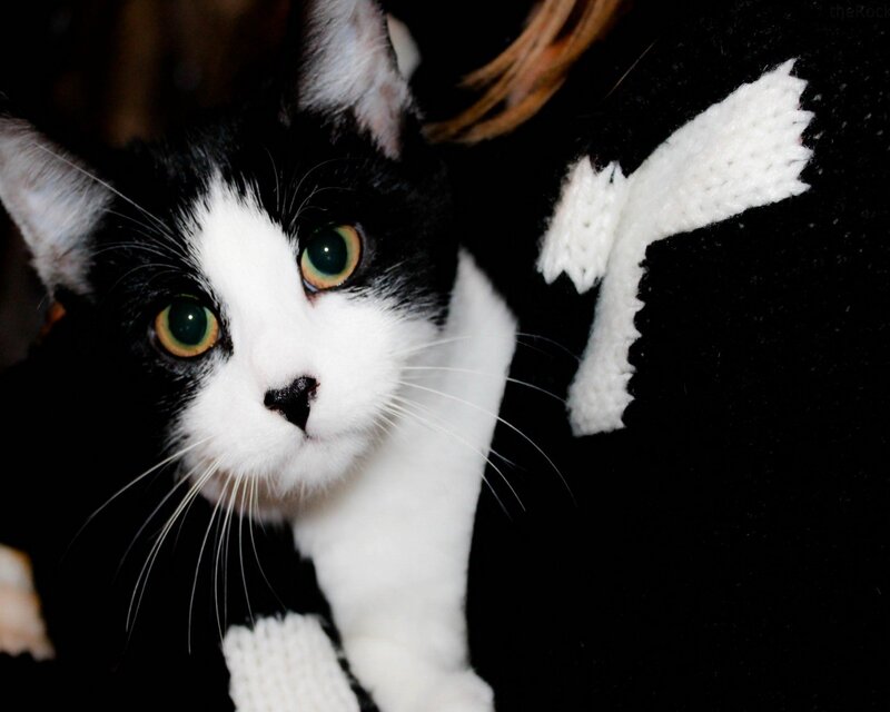black and white cat with green eyes
